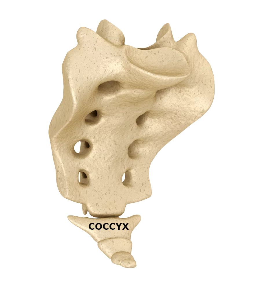 coccyx labeled model in houston
