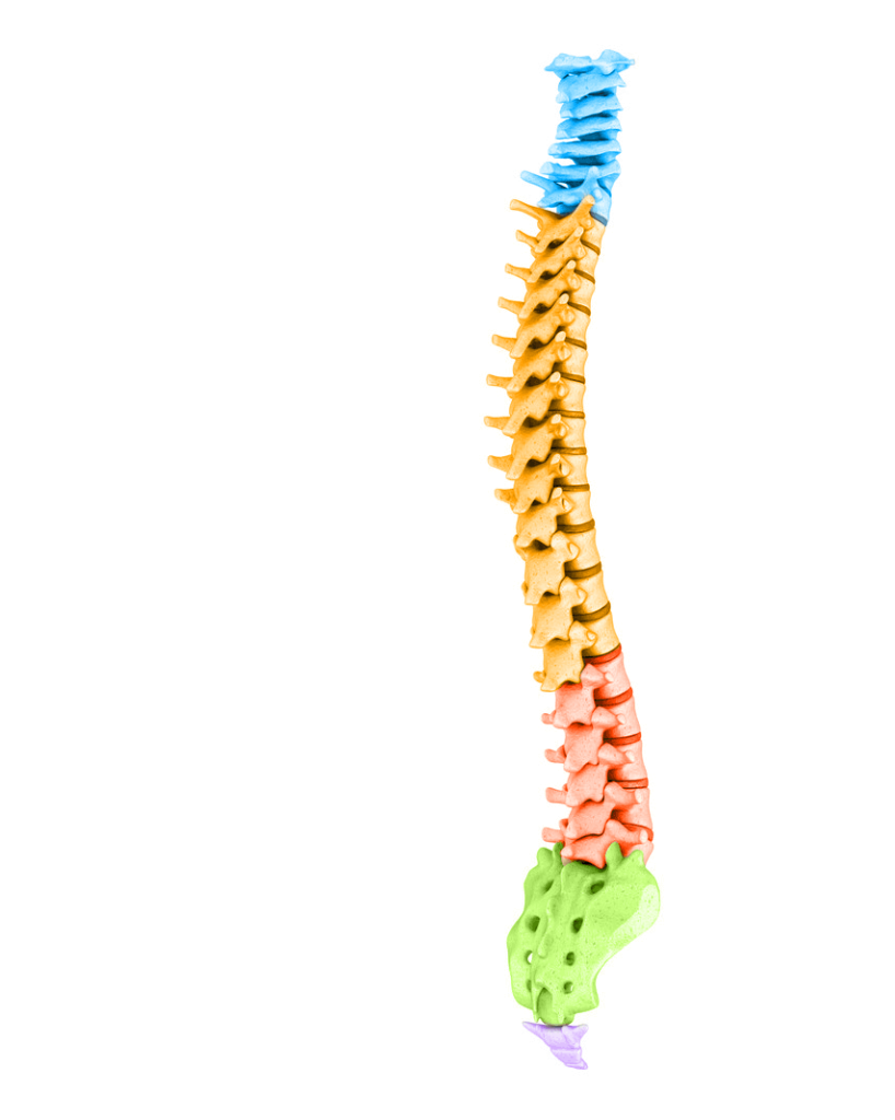 full spine model in houston